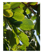 Load image into Gallery viewer, Green Ombre Kimono- Almendro dyed